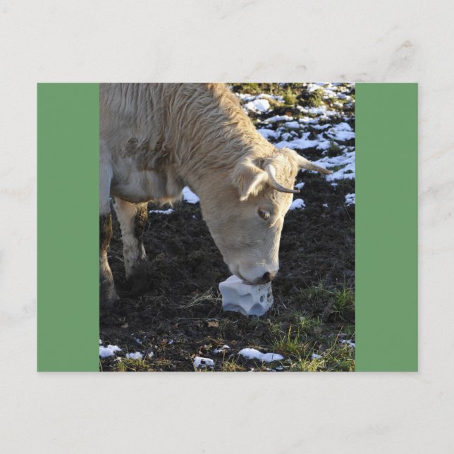 Kuh, die ein Blocksalz leckt Postkarte (Vorderseite)