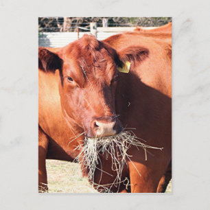 Kuh frisst Heu auf dem Bauernhof Postkarte