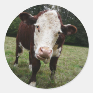 Kuh hält die Zunge heraus Runder Aufkleber