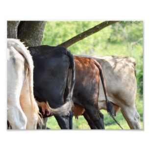 Kuh-Hintern Fotodruck