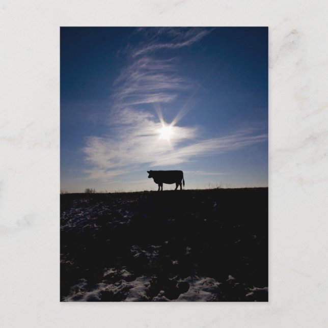 Kuh in der Sonne Postkarte (Vorderseite)