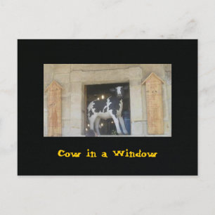 Kuh in einem Fenster Postkarte
