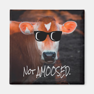 Kuh in Sonnenbrille kein Niedlicher Witz Magnet