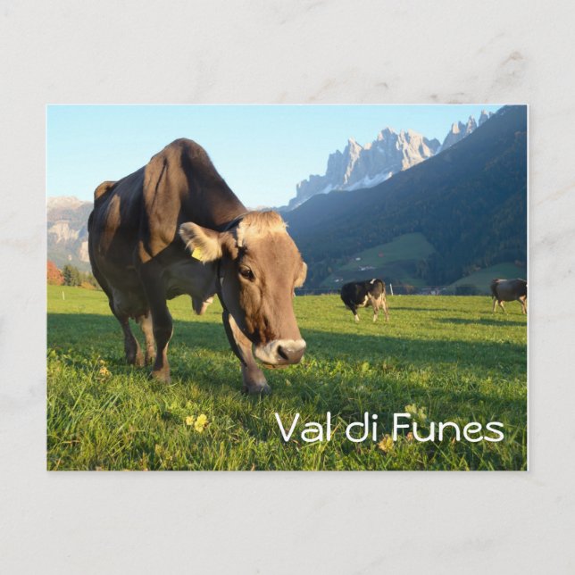 Kuh in Val di Funes (Dolomiten) Text Postkarte (Vorderseite)