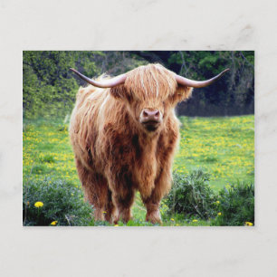 Kuh mit großen Hörnern schöne Naturlandschaft Postkarte