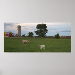 Kuh mit Kalb-Zuchtplakat Poster