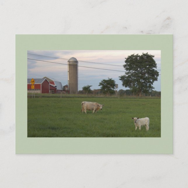 Kuh mit Kalbsfarm Postkarte (Vorderseite)