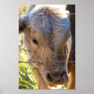 Kuh mit Zungenstich ausdrucken Poster