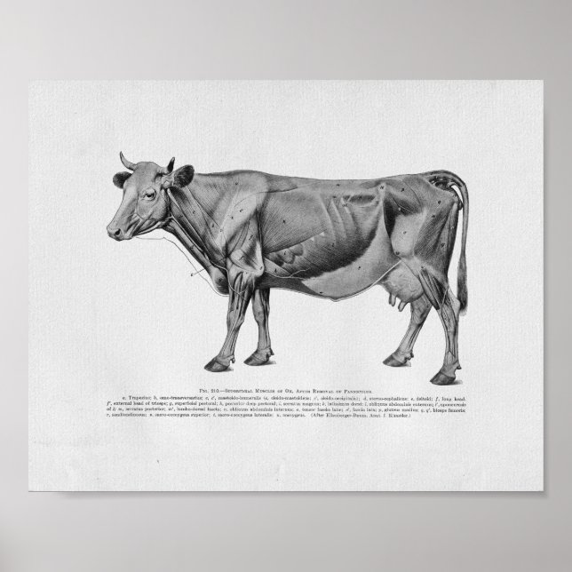 Kuh Muskelanatomie Vintage Druckausgabe Poster (Vorne)
