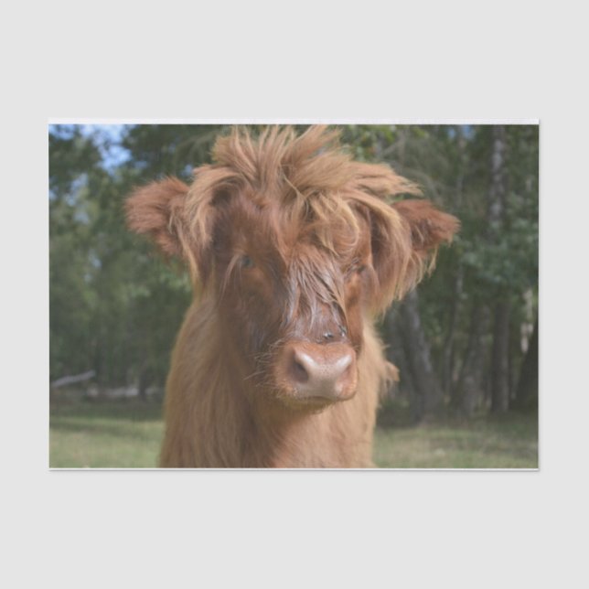 Kuh Nah-up, Teil 2: Die Floppy-Hair-Edition Seidenpapier (Vorderseite)