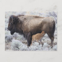 Kuh Nursing Bison Calf, Gelbstein