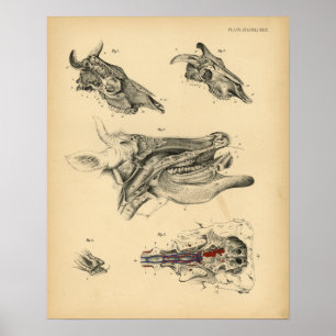 Kuh-Ochsen-Schädel-Kopf-Anatomie 1908 Vintager Poster
