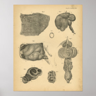 Kuh Ox Lung Stomach Anatomie 1908 Vintag Print Poster