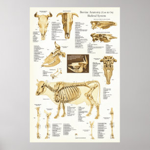 Kuh Ox Rinder Skelettanatomie Poster