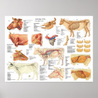 Kuh Ox Rinderanatomie Abbildung 18" X 24"