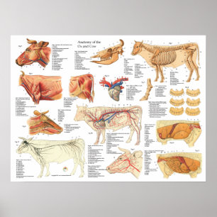 Kuh Ox Rinderanatomie Abbildung 18" X 24" Poster