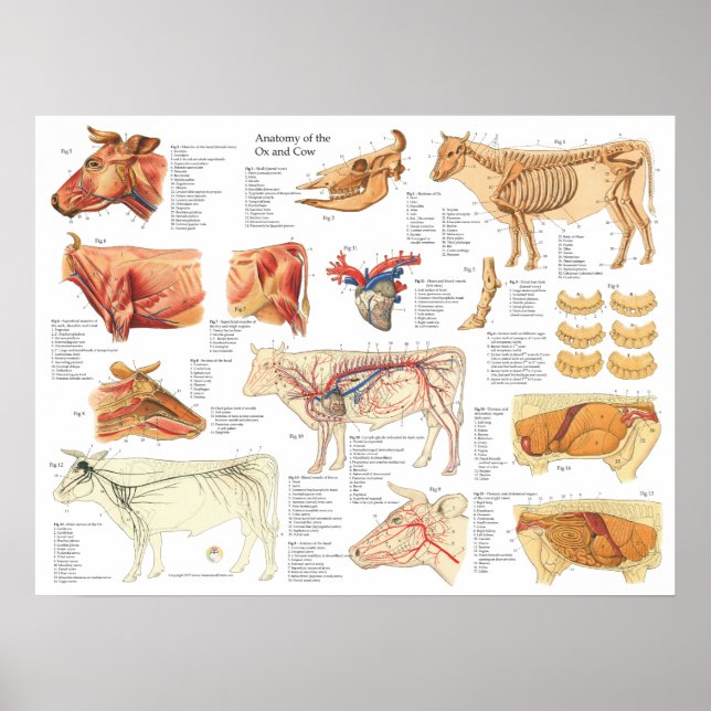 Kuh Ox Rinderanatomie Abbildung 18" X 24" Poster (Vorne)