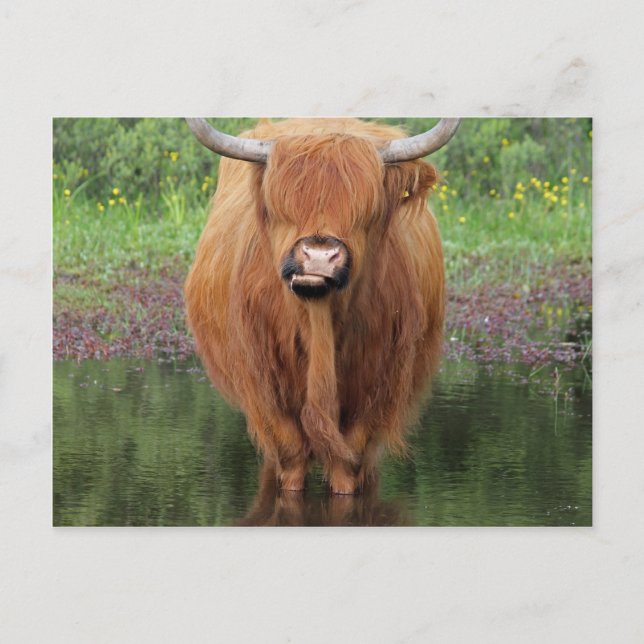 Kuh Postkarte (Vorderseite)
