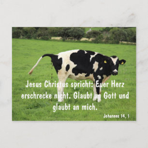 Kuh Postkarte