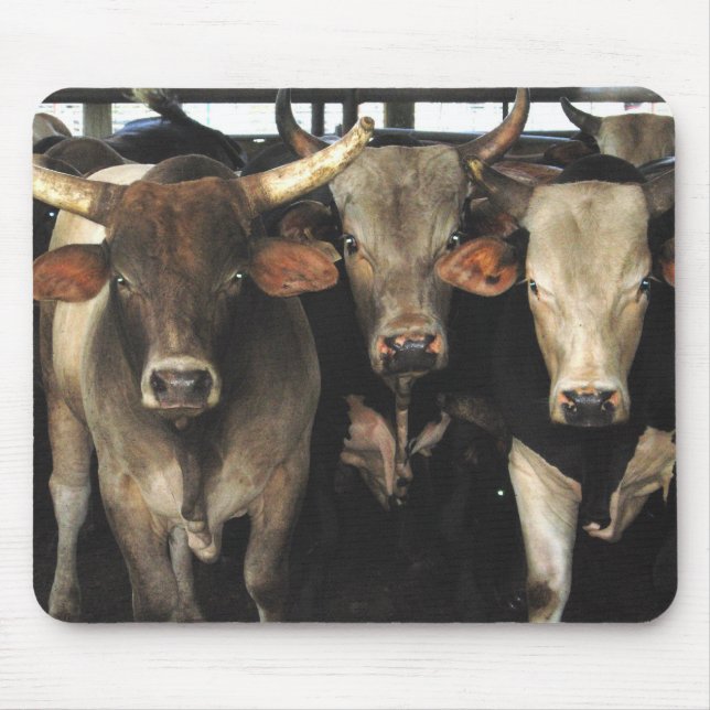 Kuh-Rodeo-Western Mousepad mit drei Freund-Stieren (Vorne)
