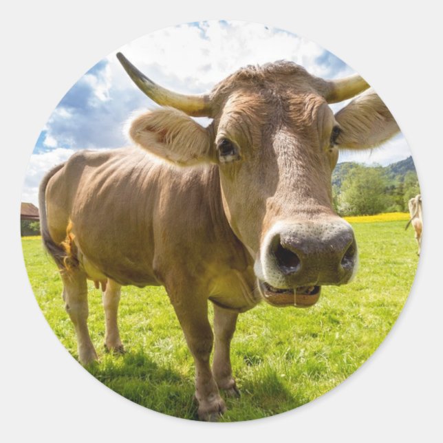 Kuh Runder Aufkleber (Vorderseite)
