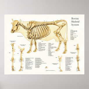 Kuh-skelettartiges Anatomie-Rinderplakat Poster