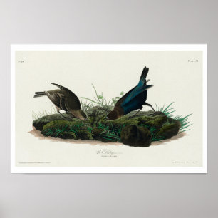 Kuh-Stift Bird von Audubon Poster