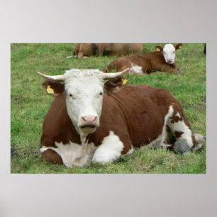 Kuh-u. Kalb-grünes Weiden-Kunst-Druck-Plakat Poster