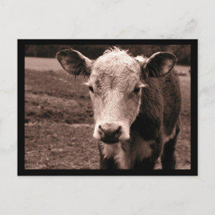 Kuh und Fliegen Postkarte