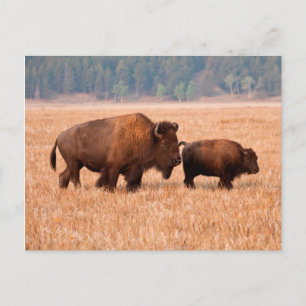 Kuh und Kalb (Bison Bison) Postkarte