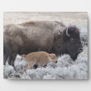 Kuh und Kalb Bison, Gelbstein Fotoplatte