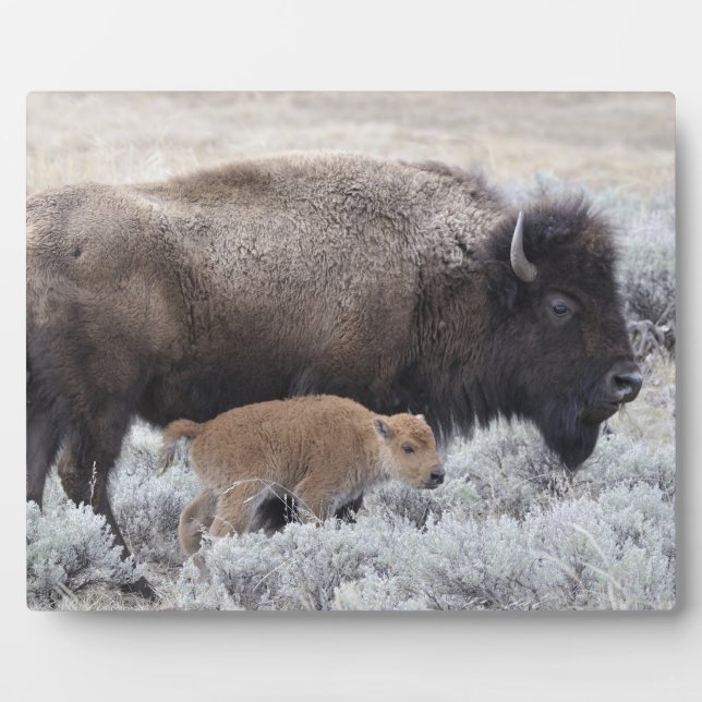 Kuh und Kalb Bison, Gelbstein Fotoplatte (Vorderseite)