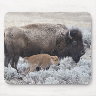 Kuh und Kalb Bison, Gelbstein Mousepad