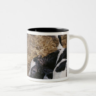 Kuh und Kalb im Heu Zweifarbige Tasse