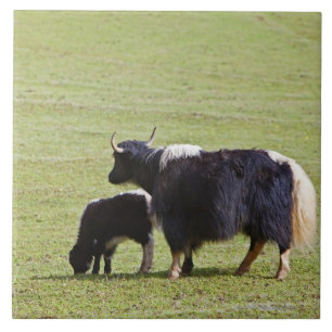 Kuh-und Kalb Yak, Lijiang Fliese