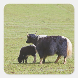 Kuh-und Kalb Yak, Lijiang Quadratischer Aufkleber