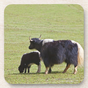 Kuh-und Kalb Yak, Lijiang Untersetzer