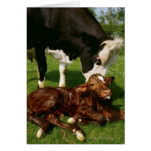 Kuh und neugeborenes Kalb