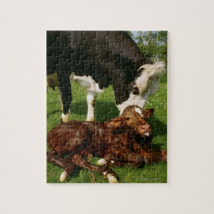Kuh und neugeborenes Kalb