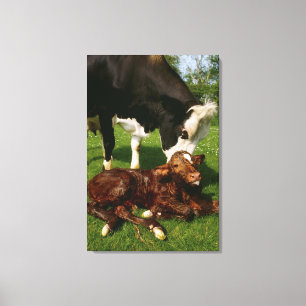 Kuh und neugeborenes Kalb Leinwanddruck