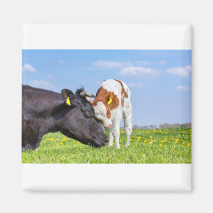 Kuh und neugeborenes Kalb umarmen sich in Magnet