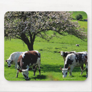 Kuh unter blühenden Apfelbäumen in Normandie Mousepad
