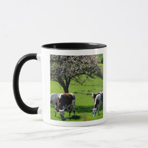 Kuh unter blühenden Apfelbäumen in Normandie Tasse