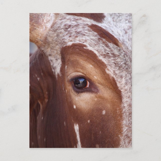 Kuhauge Postkarte (Vorderseite)