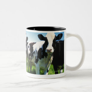 Kühe auf dem Gebiet, Betsukai-Stadt, Hokkaido Zweifarbige Tasse