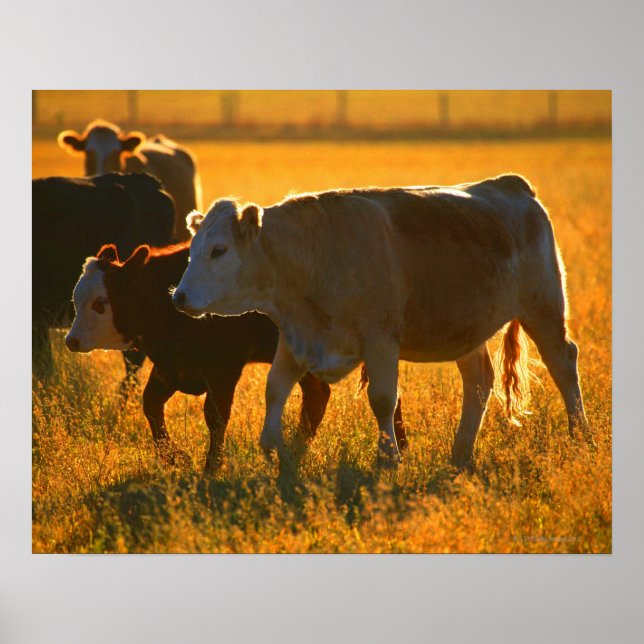 Kühe auf Weide 2 Poster (Vorne)