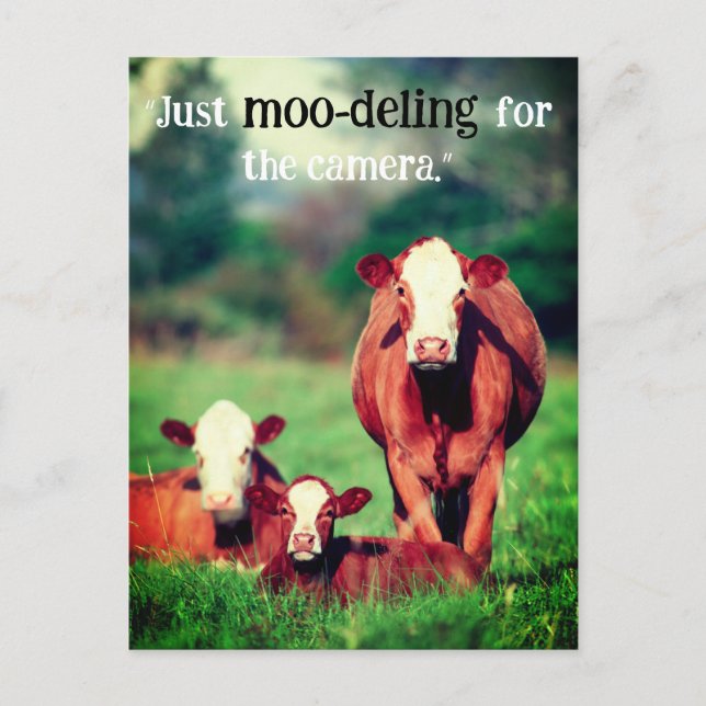 Kühe auf Weide Feiertagspostkarte (Vorderseite)
