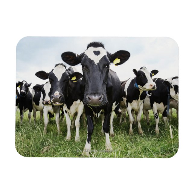 Kühe, die hintereinander stehend sind und die Kame Magnet (Horizontal)