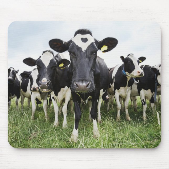 Kühe, die hintereinander stehend sind und die Kame Mousepad (Vorne)