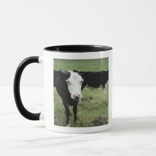 Kühe, die in der Wiese, Neuschottland, Kanada Tasse